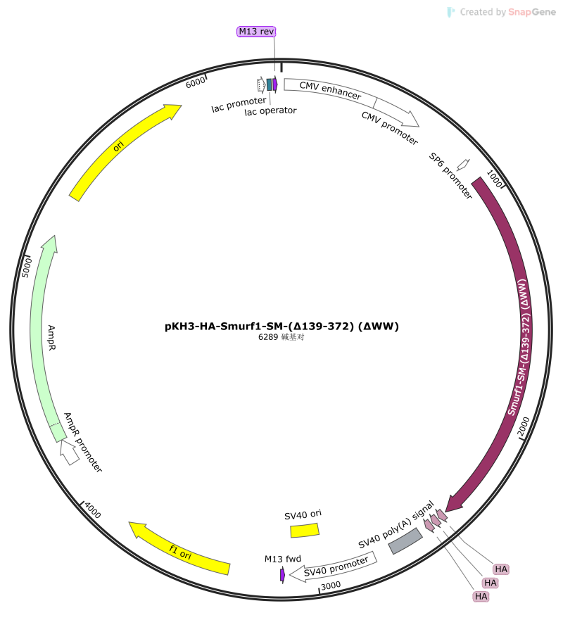 pKH3-HA-Smurf1-SM-(∆ 139-372) (∆WW)